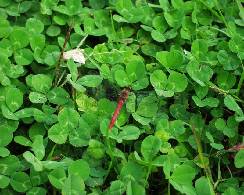 Dragonfly in Clover; DISPLAY FULL IMAGE.