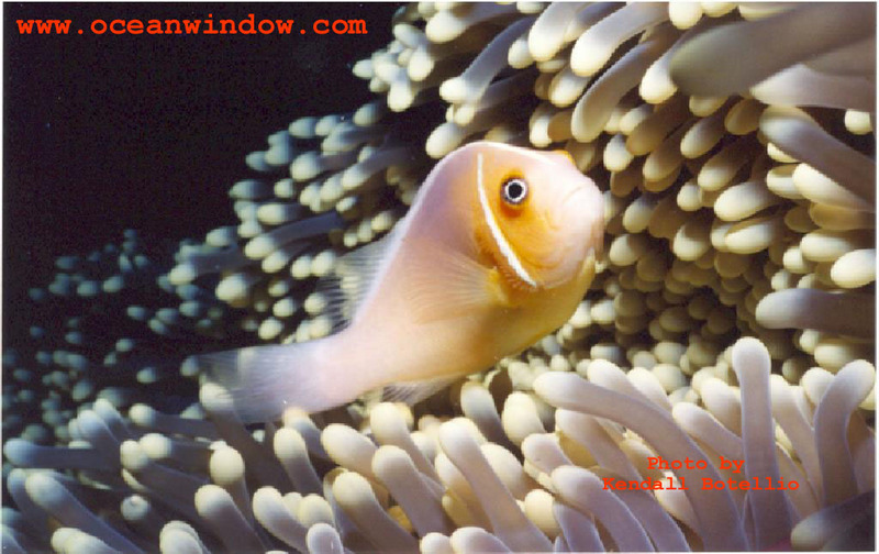 Another great shot from Palau.  Clownfish and Anemone; DISPLAY FULL IMAGE.