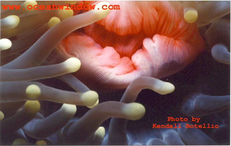 More great shots from the Ricoman. Anemone from Palau; DISPLAY FULL IMAGE.
