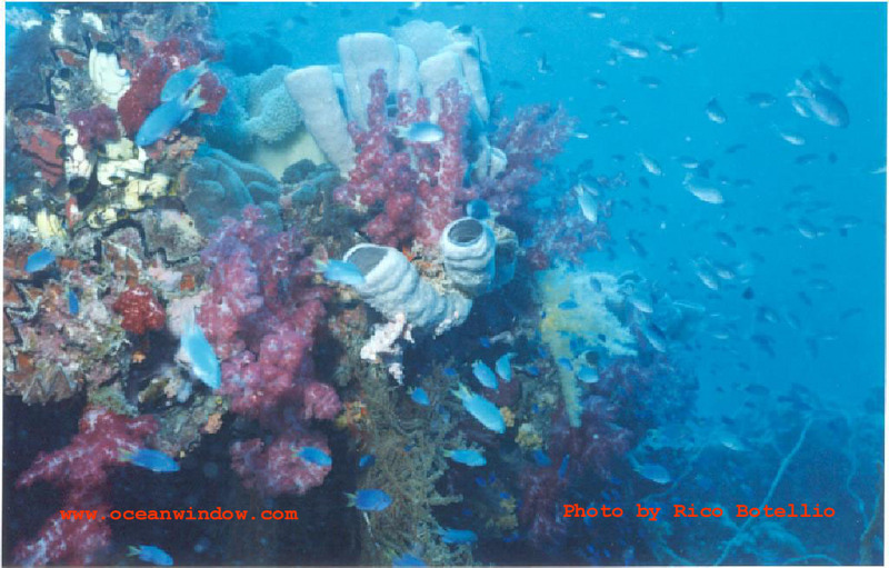 The reefs of Palau are alive!; DISPLAY FULL IMAGE.