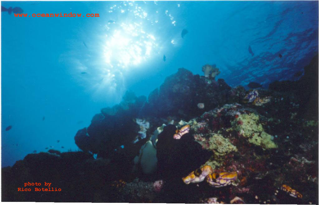 More Papua New Guinea Reefs; DISPLAY FULL IMAGE.