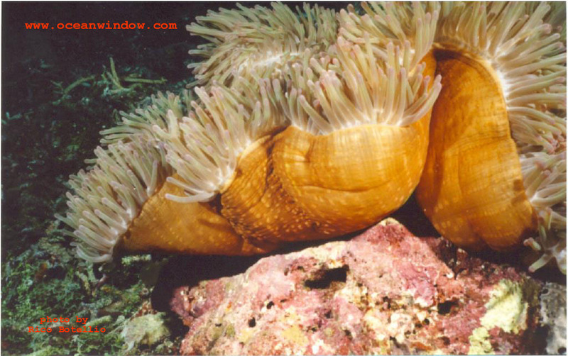 An awesome photo of a huge Anemone shot in Papua New Guinea; DISPLAY FULL IMAGE.