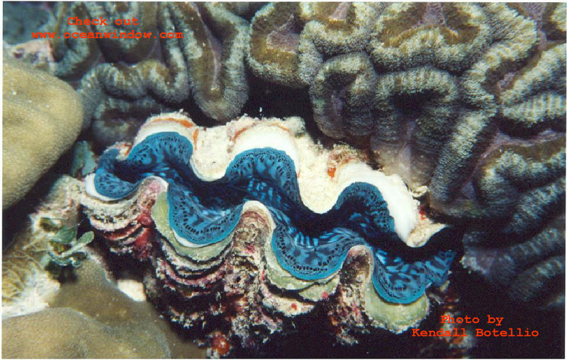 A great shot of a mantle of a clam taken in the Phillipines; DISPLAY FULL IMAGE.