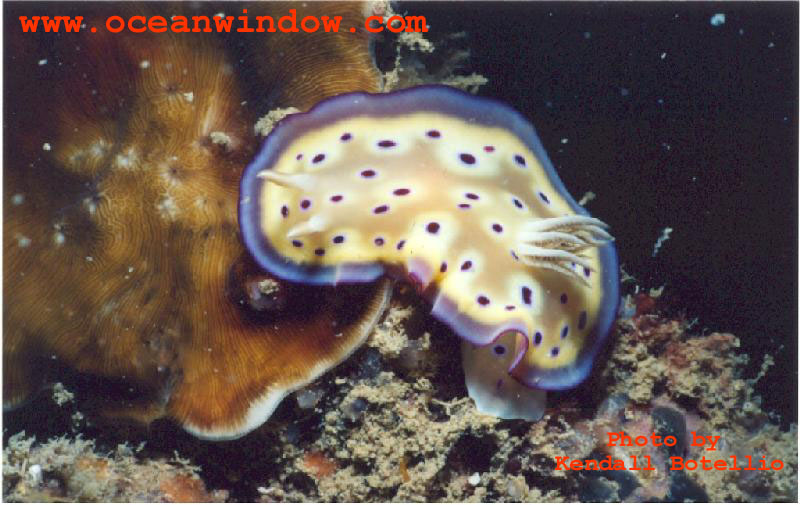An  awesome nudibranch shot from  the  Phillipines; DISPLAY FULL IMAGE.