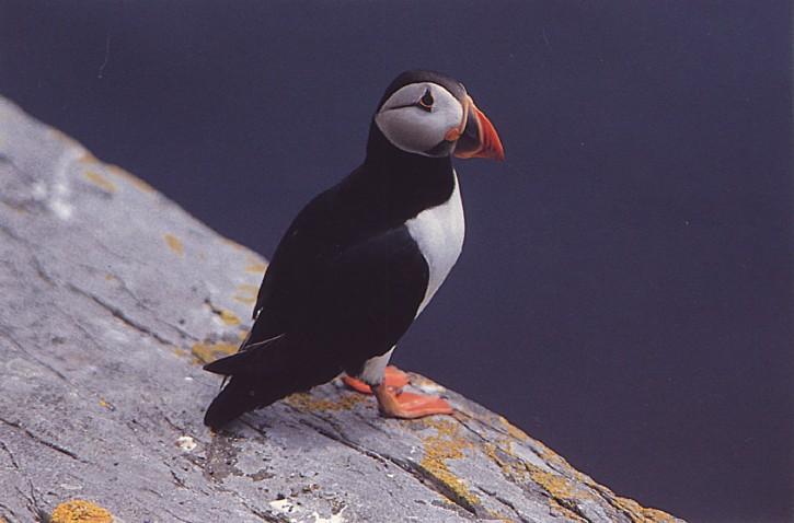 Puffin; Image ONLY