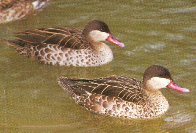 Red-billed Pintail; Image ONLY