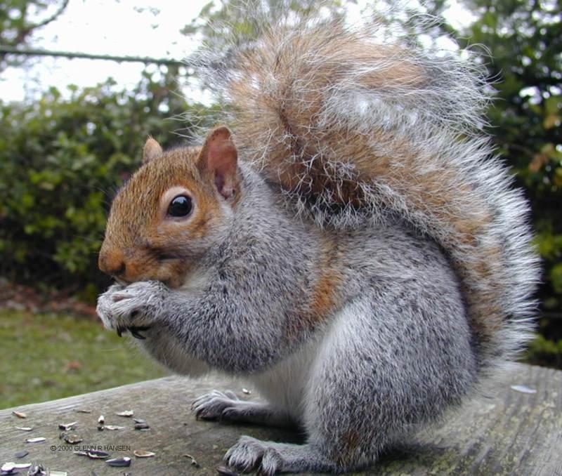 Squirrel 2; DISPLAY FULL IMAGE.