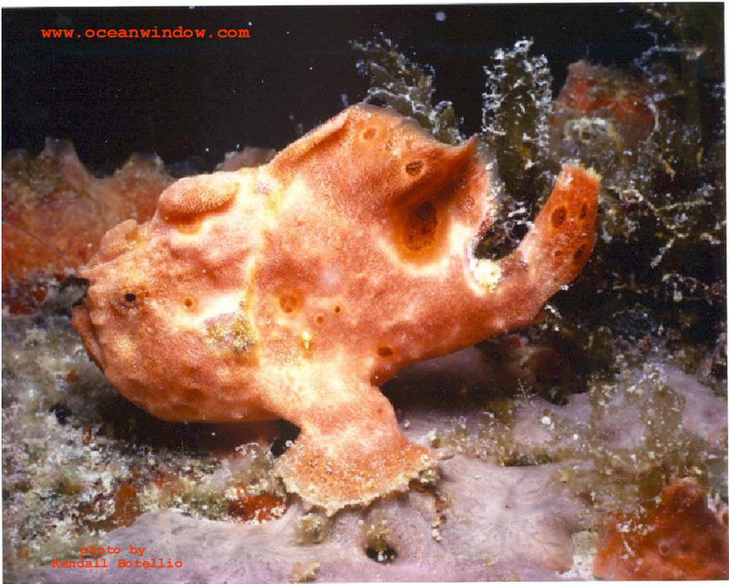 What a great shot of a Frogfish taken in Saba; DISPLAY FULL IMAGE.