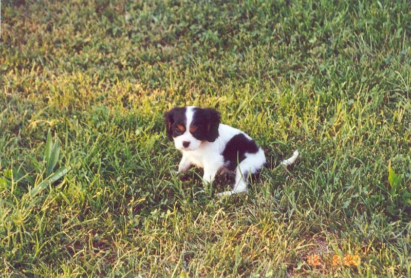 Out Cavalier King Charles Spaniel (Sally Photo 1); DISPLAY FULL IMAGE.