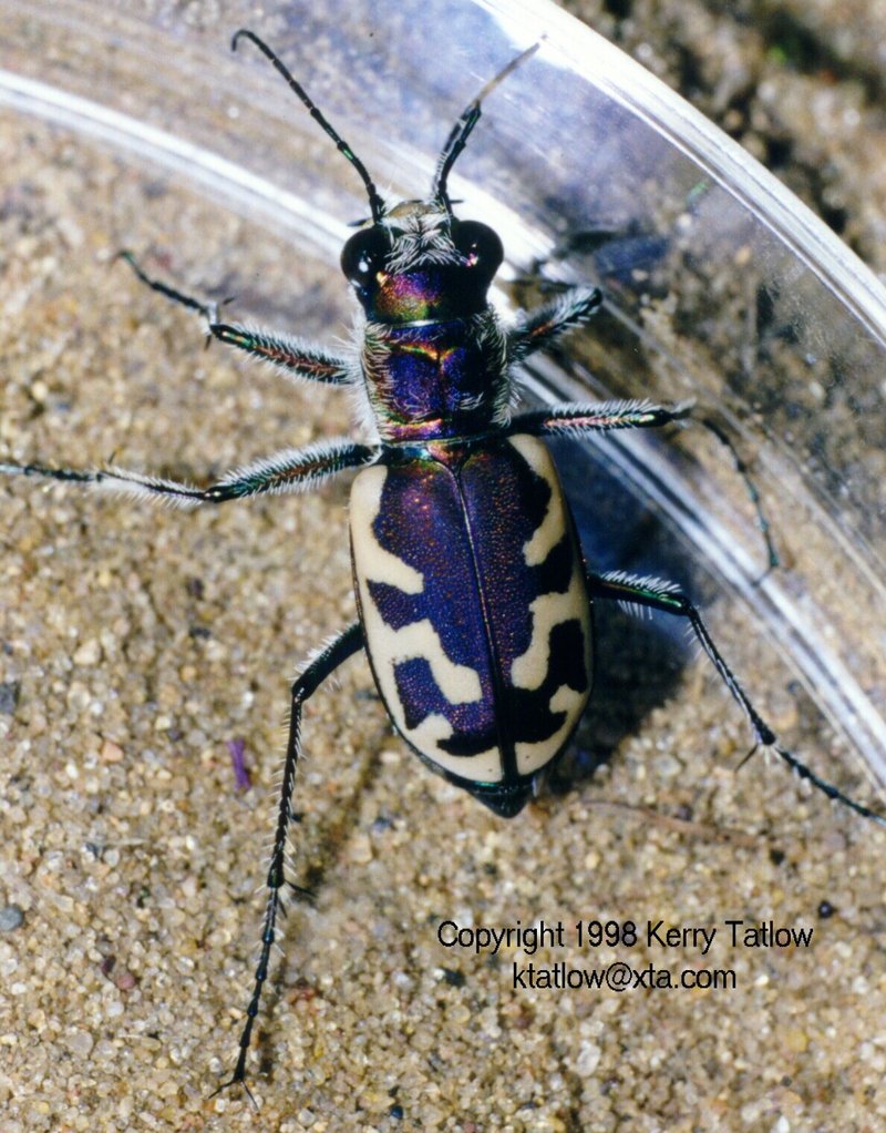 Tiger beetle, 336K; DISPLAY FULL IMAGE.