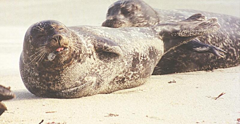 Animal photos from my California trip - Harbor seal at La Jolla Beach; DISPLAY FULL IMAGE.