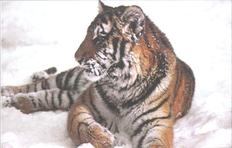 The Siberian Tiger 3/4 jpg; DISPLAY FULL IMAGE.