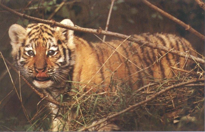 The Siberian Tiger 4/4 jpg; DISPLAY FULL IMAGE.