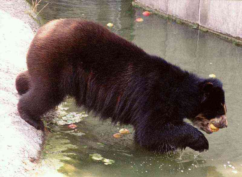 Fishing for apples: Spectacled bear at Wilhelma Zoo - Spectbear001.jpg (1/1); DISPLAY FULL IMAGE.