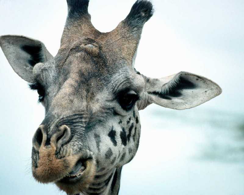 Giraffe; DISPLAY FULL IMAGE.