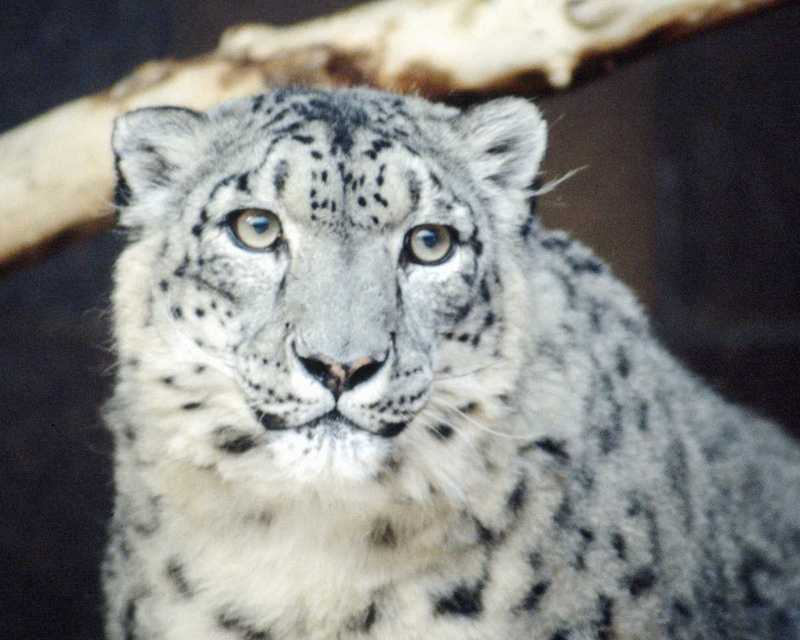 Snow Leopard?; DISPLAY FULL IMAGE.