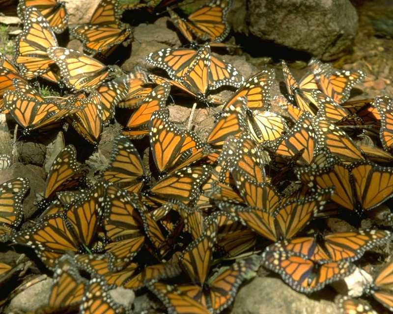 lotsa Monarch butterflies; DISPLAY FULL IMAGE.