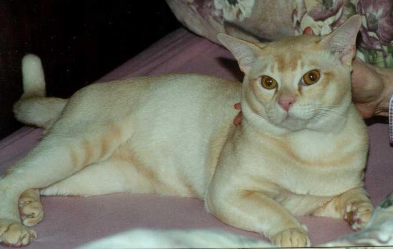 Red Burmese Cat (male) 1/2; DISPLAY FULL IMAGE.