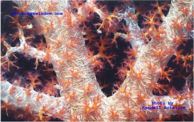 An awesome shot of the soft corals on the wrecks of Truk; DISPLAY FULL IMAGE.