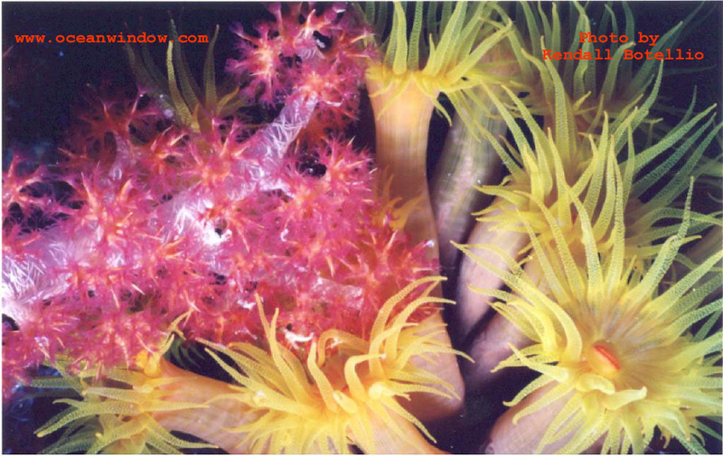 More soft corals of Truk; DISPLAY FULL IMAGE.