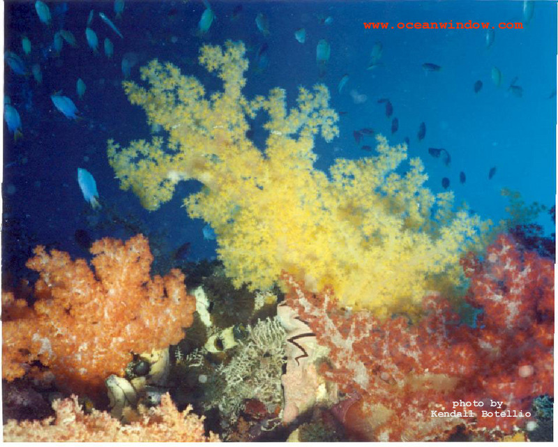 More soft corals from Truk Lagoon; DISPLAY FULL IMAGE.
