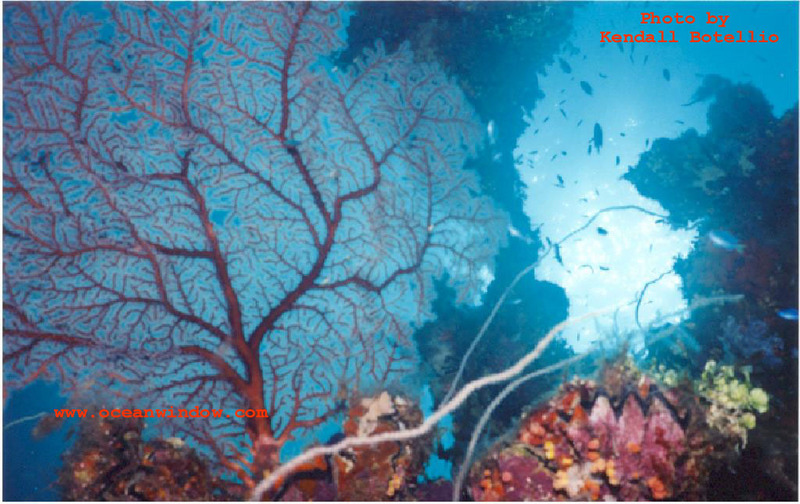 A great shot of the soft corals living on the wrecks of Truk Lagoon; DISPLAY FULL IMAGE.