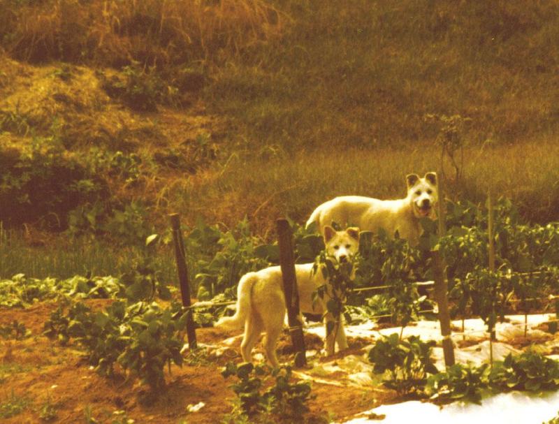 Two Jindo Dogs; DISPLAY FULL IMAGE.