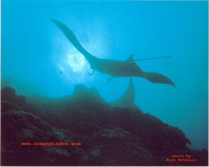 Check out this shot of a Manta Ray taken in Yap; DISPLAY FULL IMAGE.
