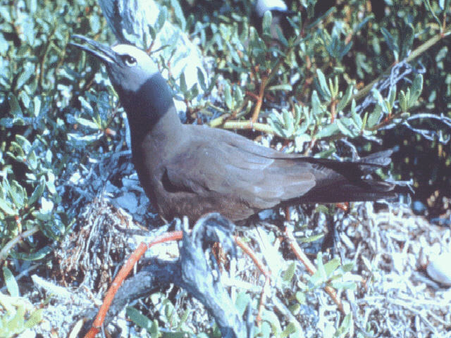 IDENTIFY this bird - aas50036.jpg -- brown noddy (Anous stolidus); Image ONLY