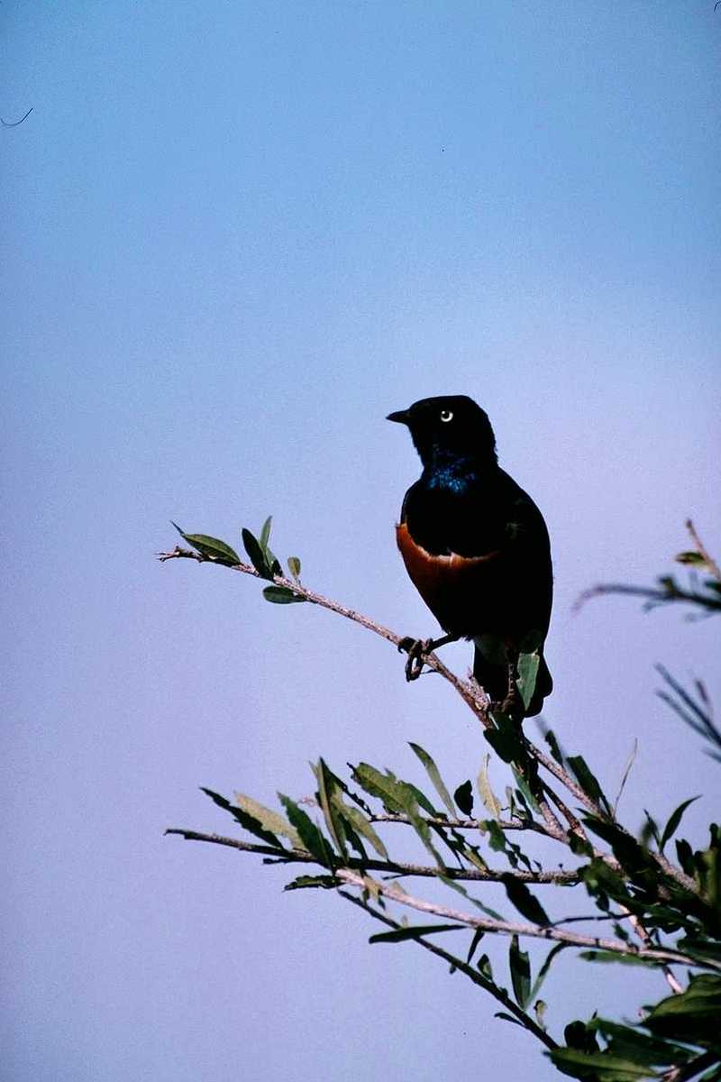 IDENTIFY this bird - aas50688.jpg --> Superb Glossy Starling; DISPLAY FULL IMAGE.