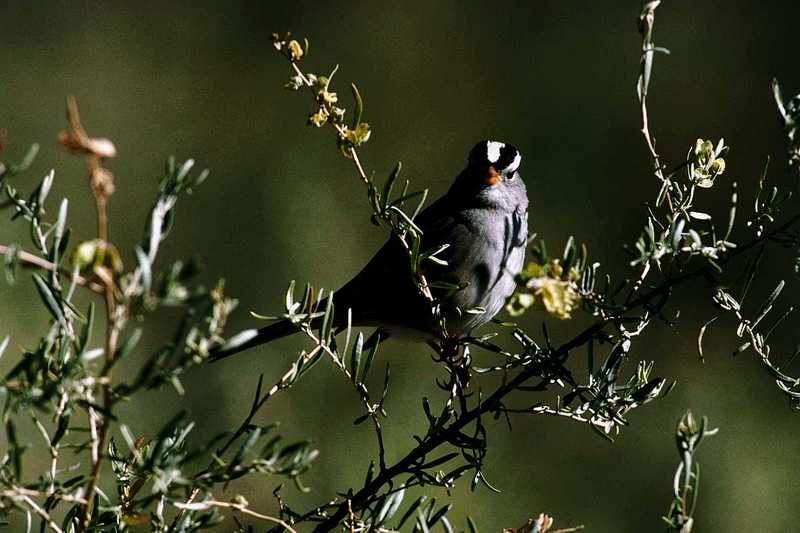 White-crowned Sparrow(?) - aas50704.jpg [1/1]; DISPLAY FULL IMAGE.