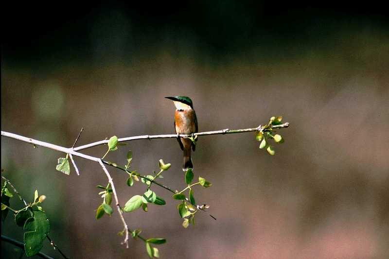 Identification needed for this bee-eater - aas50707.jpg (1/1); DISPLAY FULL IMAGE.