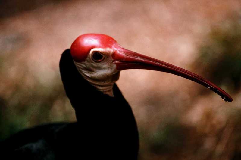 Identification needed for this bird - aat50278.jpg -- Southern Bald Ibis; DISPLAY FULL IMAGE.