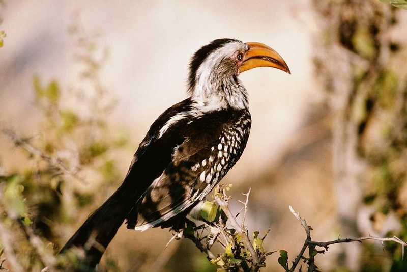 [IMG] African Hornbill --> Southern Yellow-billed Hornbill; DISPLAY FULL IMAGE.