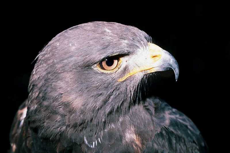 Identification needed for this bird of prey - aat50286.jpg --> Harris' Hawk; DISPLAY FULL IMAGE.