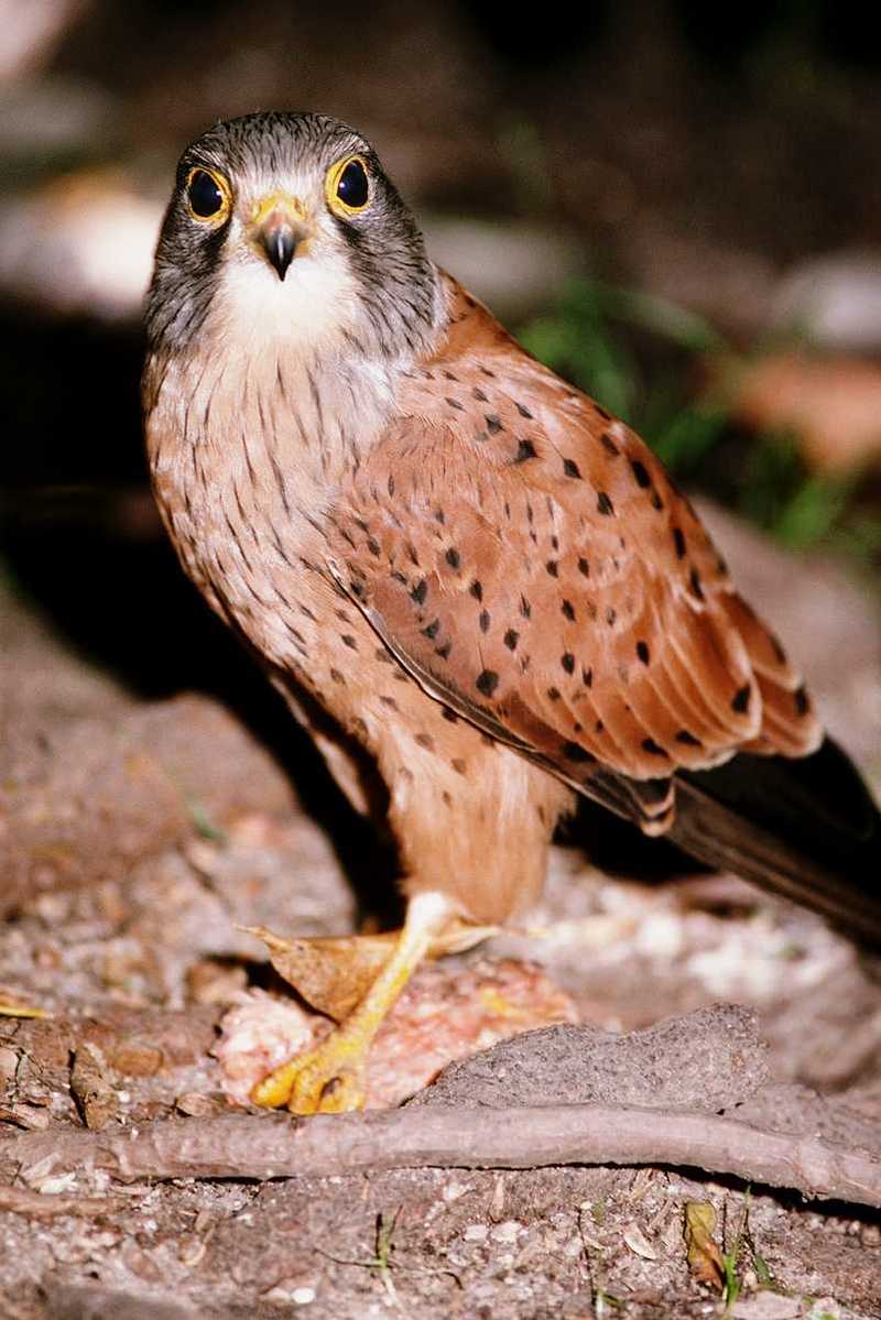 Identification needed for this bird of prey - aat50291.jpg (1/1); DISPLAY FULL IMAGE.