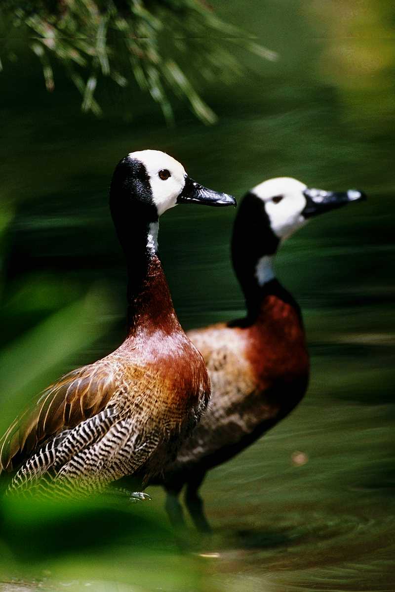 White-faced Whistling Duck (?) - aau50204.jpg [1/1]; DISPLAY FULL IMAGE.