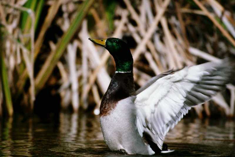 Mallard Duck - aau50205.jpg [1/1]; DISPLAY FULL IMAGE.