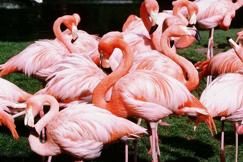 Flamingos (1); DISPLAY FULL IMAGE.