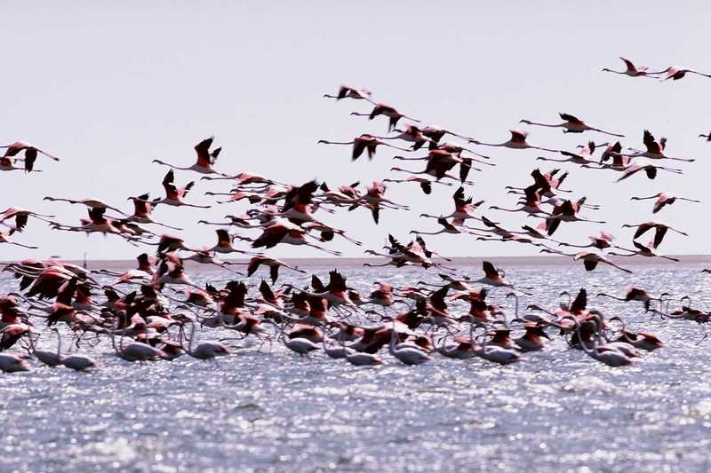 Flamingos (2); DISPLAY FULL IMAGE.