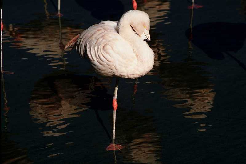 Flamingos (3); DISPLAY FULL IMAGE.