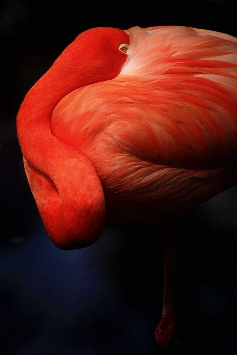 Flamingos (4); DISPLAY FULL IMAGE.