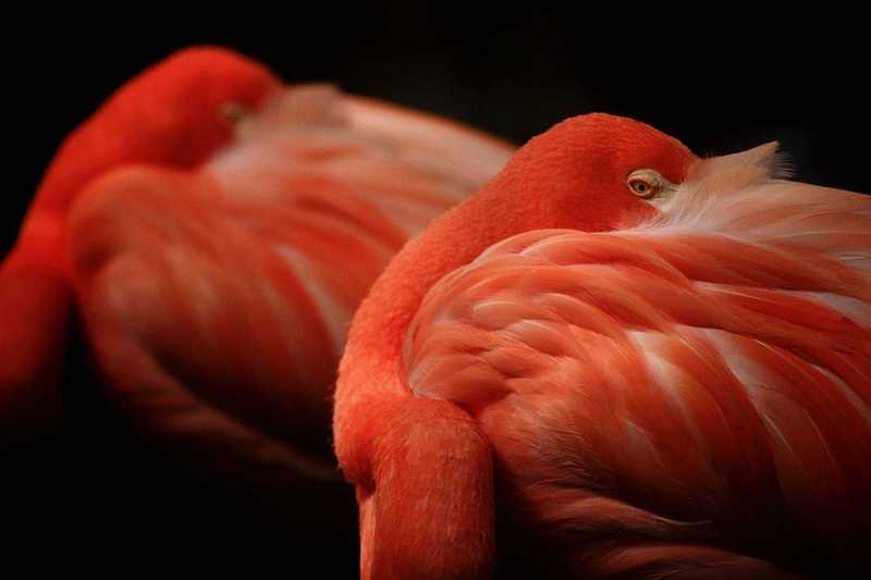 Flamingos (5); DISPLAY FULL IMAGE.