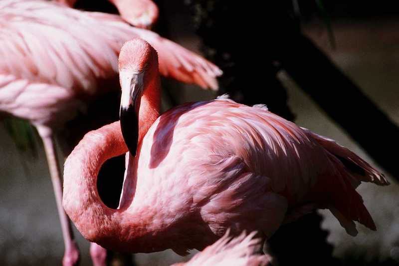 Flamingos (6); DISPLAY FULL IMAGE.