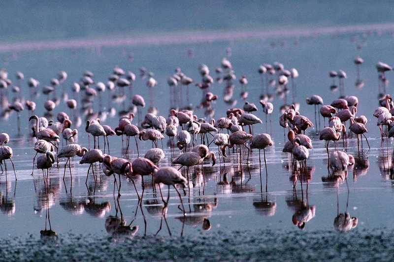 Flamingos (7); DISPLAY FULL IMAGE.