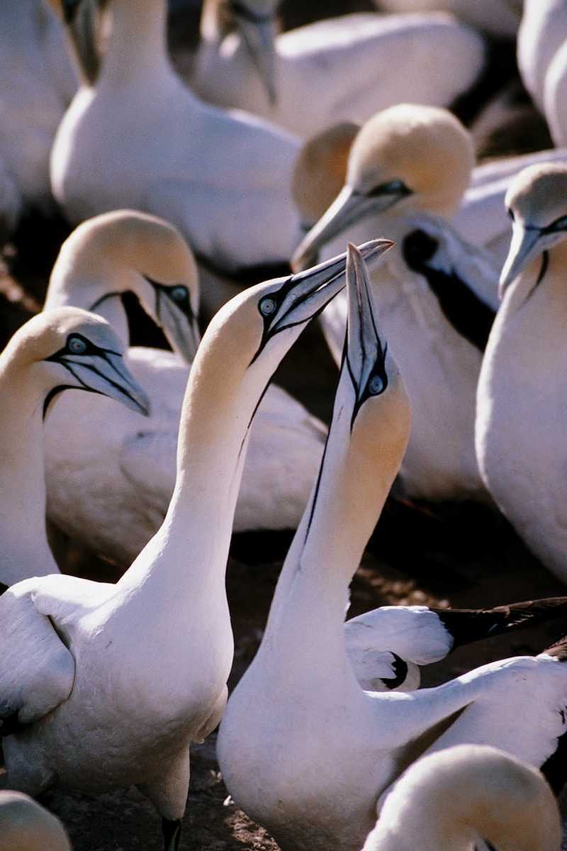 Cape Gannets (1); DISPLAY FULL IMAGE.
