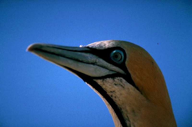 Cape Gannets (2); DISPLAY FULL IMAGE.