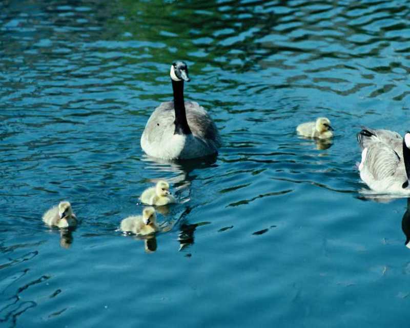 Canada Geese - Family; DISPLAY FULL IMAGE.