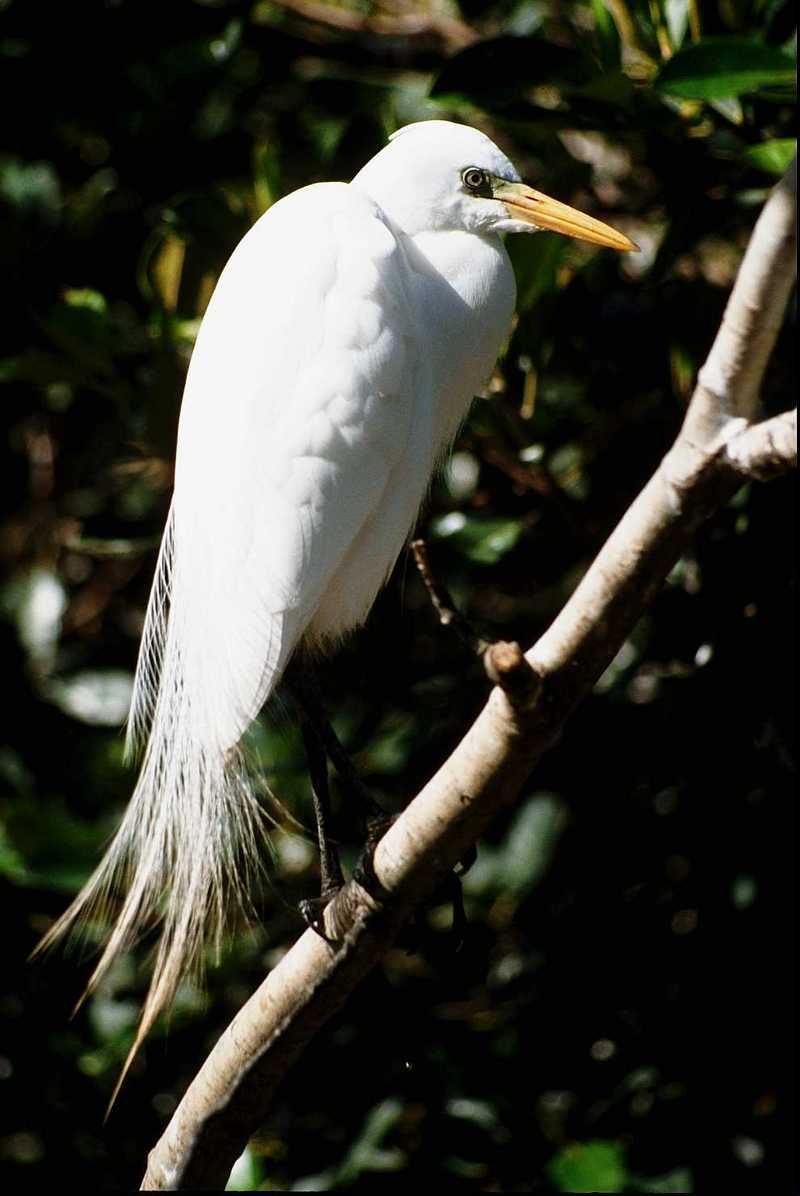 Identification needed for this egret - aay50078.jpg (1/1); DISPLAY FULL IMAGE.