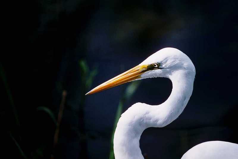 Identification needed for this egret - aay50081.jpg (1/1); DISPLAY FULL IMAGE.